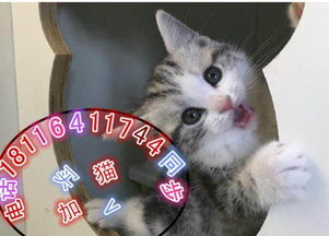 (开心猫舍猫图鉴)分享快乐情怀！开心猫舍红包版，让您的猫咪更加快乐愉悦！