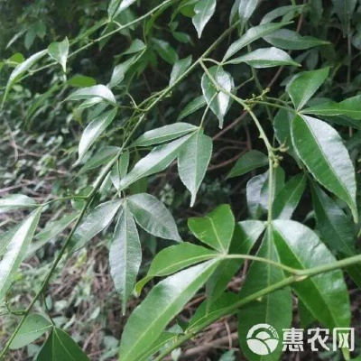 (见血飞的药用功效)见血飞功效最佳搭配：让你拥有最好的疗效
